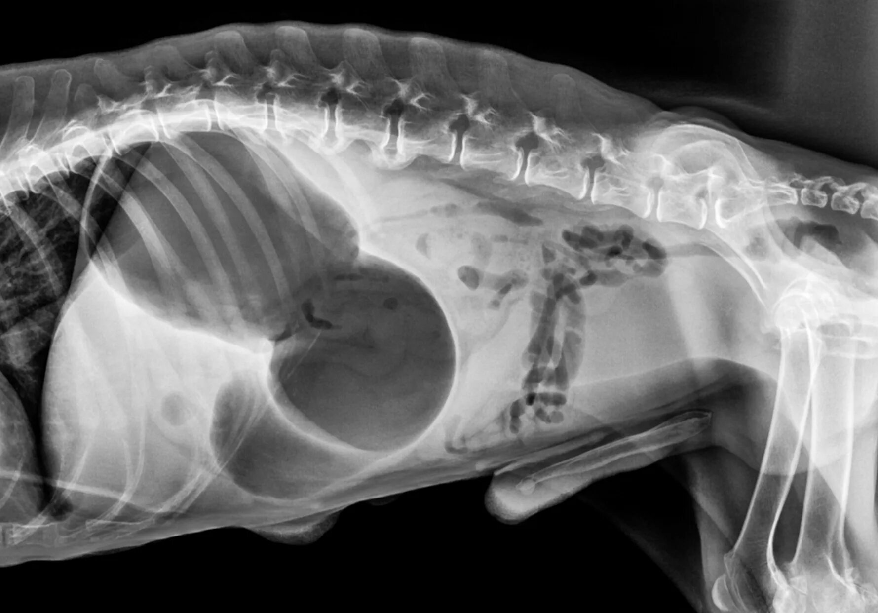 Рентген брюшной полости собаки в норме. Заворот желудка у собаки рентген. Рентген брюшной полости собаки. Заворот селезенки у собаки на рентгене. Увеличенная печень у собаки
