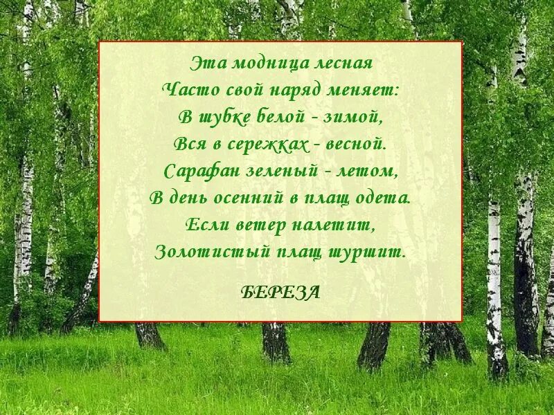 Загадки про лес. Загадки про лес для детей. Загадка с отгадкой лес. Загадки про лес 3 класс.