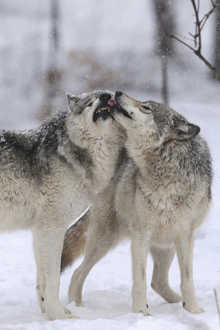 Полюбить волка. Волки пара. Волки любовь. Нежность Волков. Пара Волков.