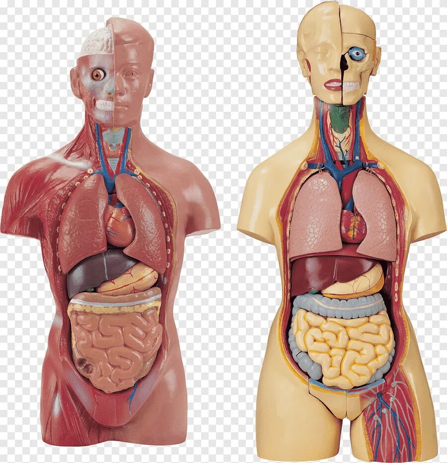 Human organs. Органы человека. Внутренние органы. Внутренние органы человека. Анатомические органы человека.