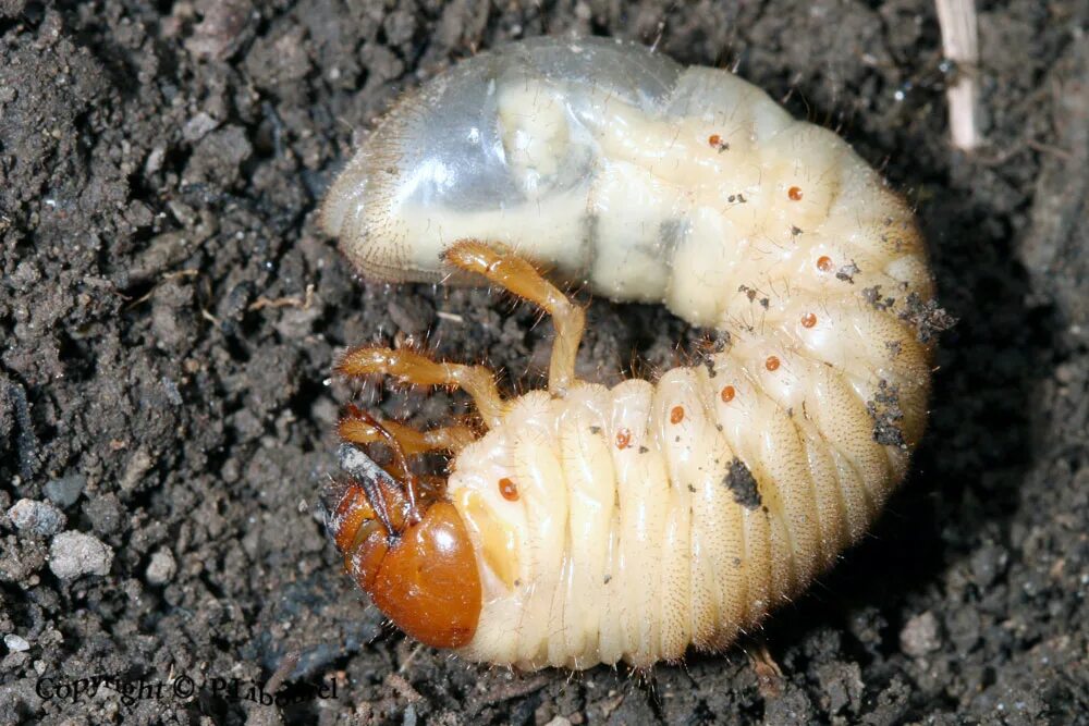 Мраморный хрущ личинка. Личинка жука восковика. Личинка жука вонючки.