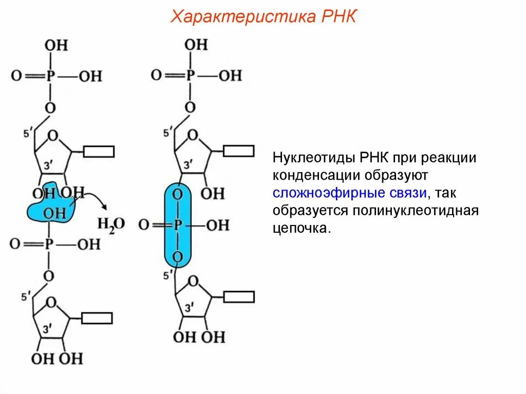 Нуклеотид РНК связи. Соединения РНК. Цепочка нуклеотидов РНК. Нуклеозиды РНК.