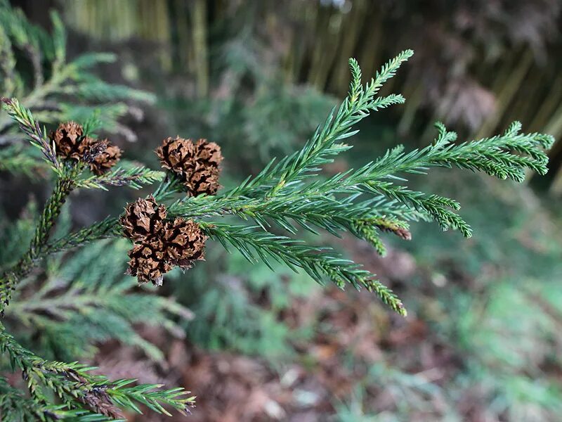 Криптомерия японская. Криптомерия японская Cryptomeria japonica. Криптомерия хвойные. Хвойник криптомерия японская.