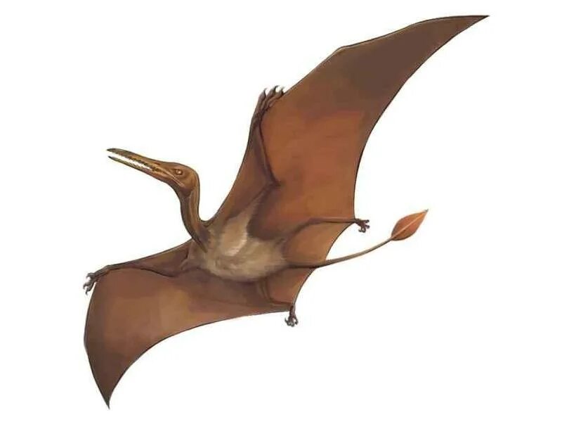 летающие имена. летающие имена. летающий человек. вингсьют бейсджампинг. динозавры летающие птеранодон.