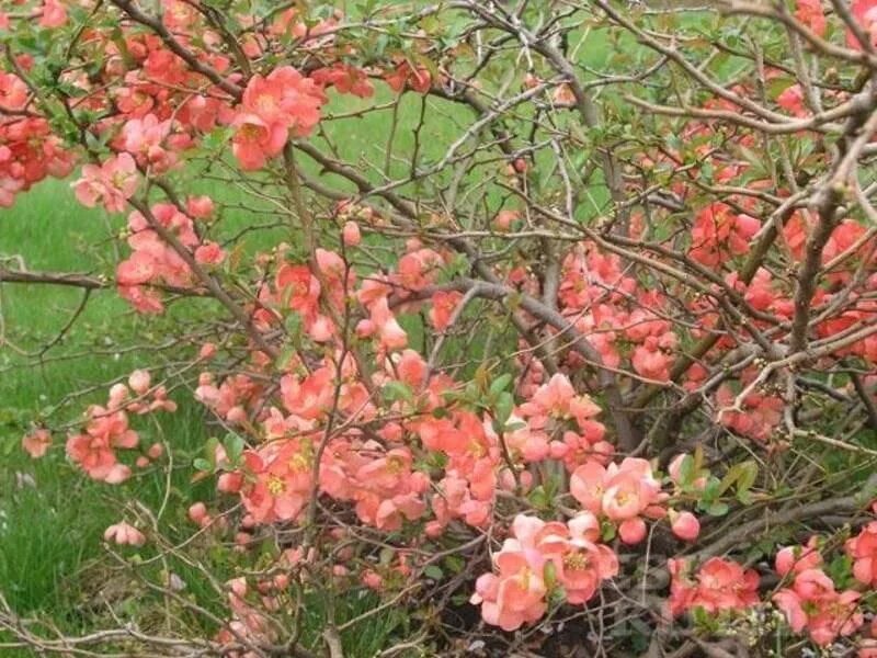 Хеномелес сорта. Айва (хеномелес) великолепная камео. хеномелес салмон горизонт. айва великолепная камео. айва (хеномелес) сэлмон горизонт.