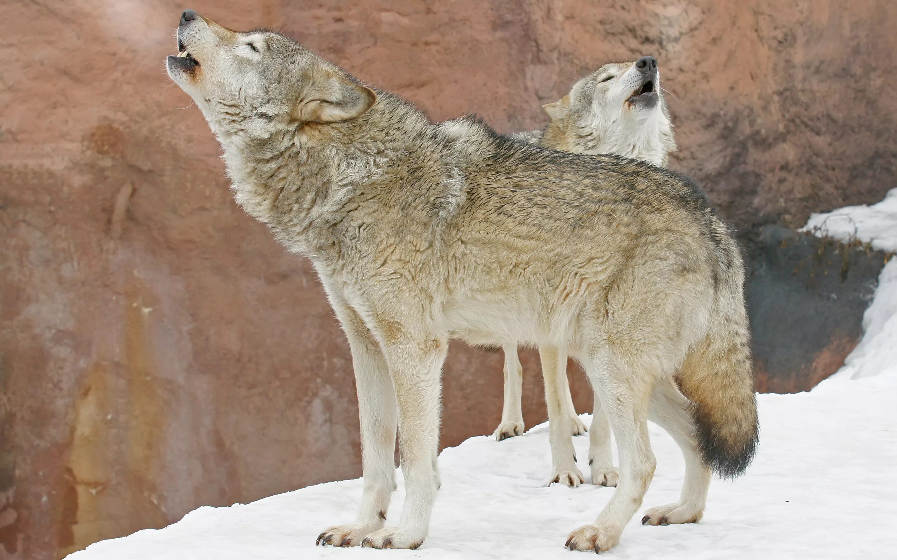 сонник толкование к чему снится волк. сонник толкование к чему снится волк. что значит если приснился волк. к чему снится вой волков. к чему снятся волки во сне для женщины.