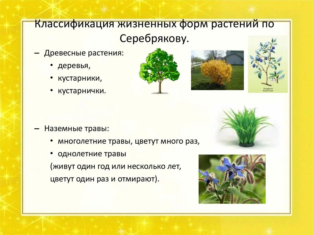 Основные жизненные формы деревья и кустарники