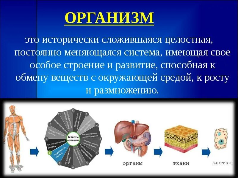 Характеристика органа человека. Общие сведения о строении организма человека. Общий план строения организма. Обзор структуры организма человека. Строение организма человека (1) кратко.