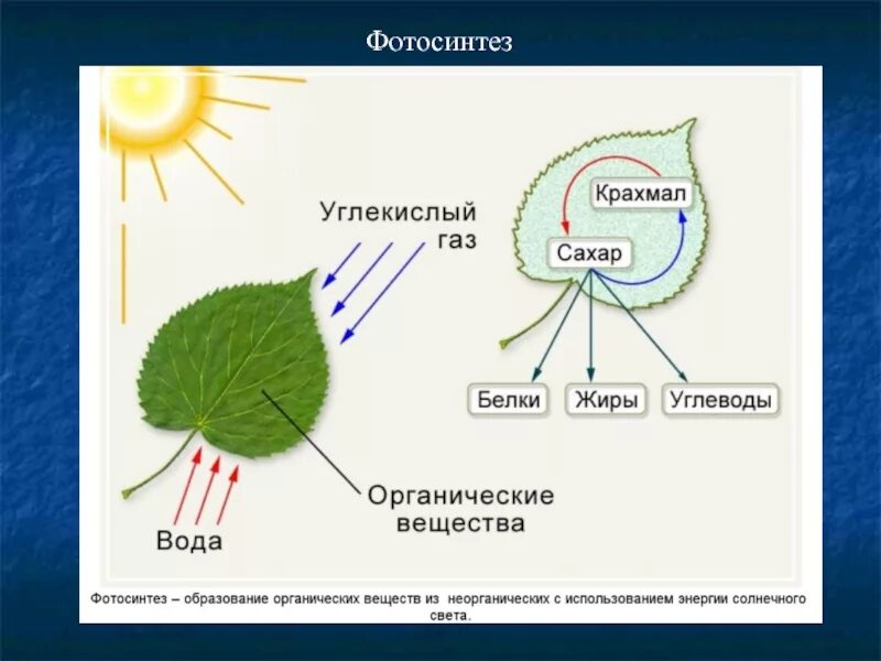 Крахмал образуется в хлоропластах. Фотосинтез. Образование крахмала в листьях.. Фотосинтез зеленых растений. Фотосинтез схема. Процесс фотосинтеза.