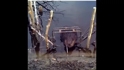 Петля на бобра видео