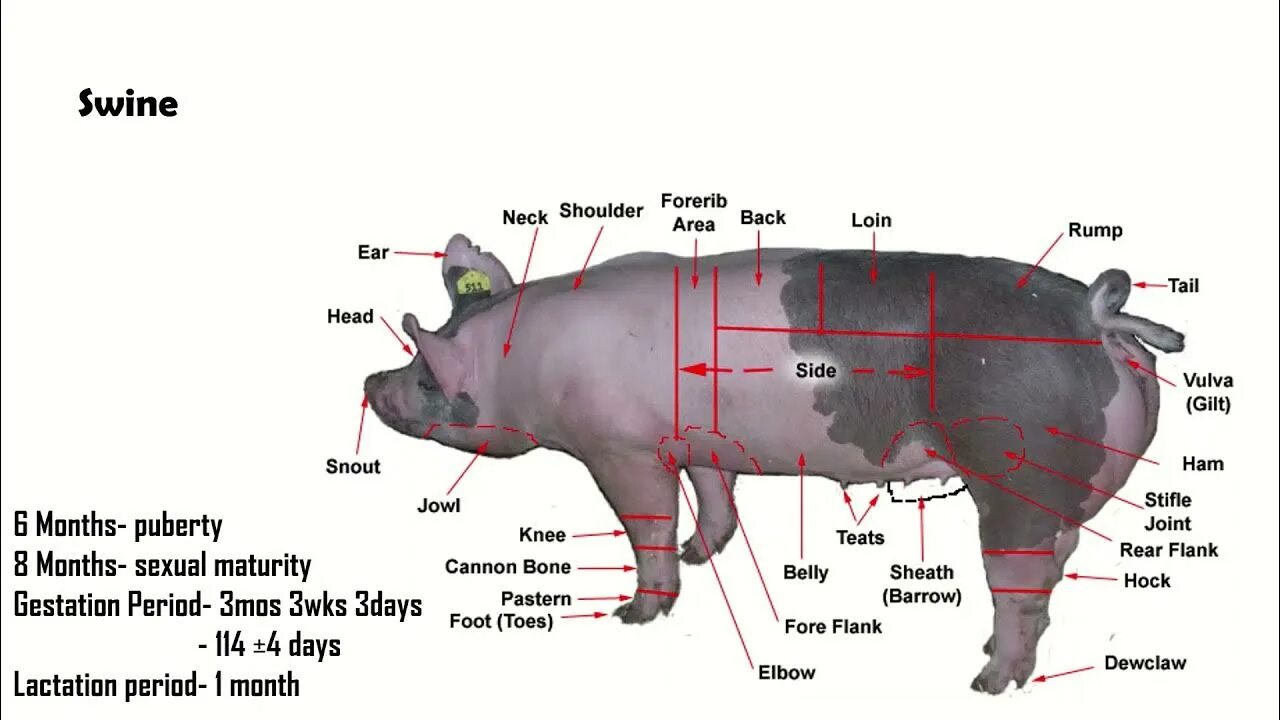 Расположение сердца у свиньи. Анатомия свиньи.