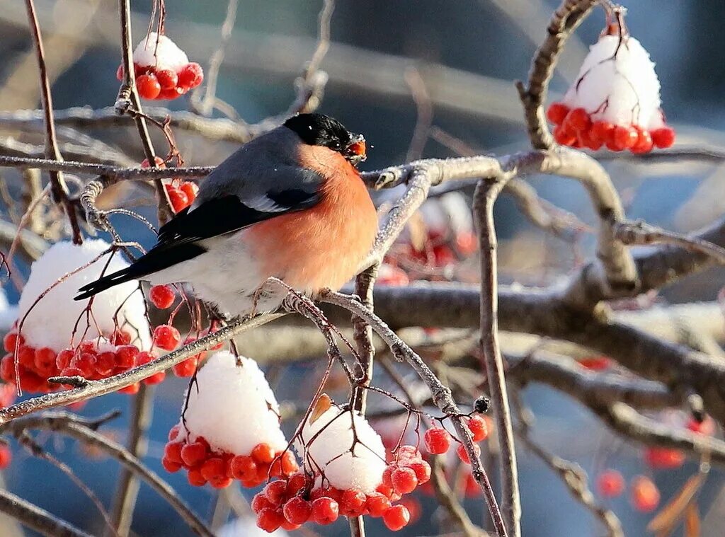 Зимним утром прилетают на березу. Снегири в зимнем лесу. Зимнее морозное утро. Зимняя рябина. Зимние птицы.