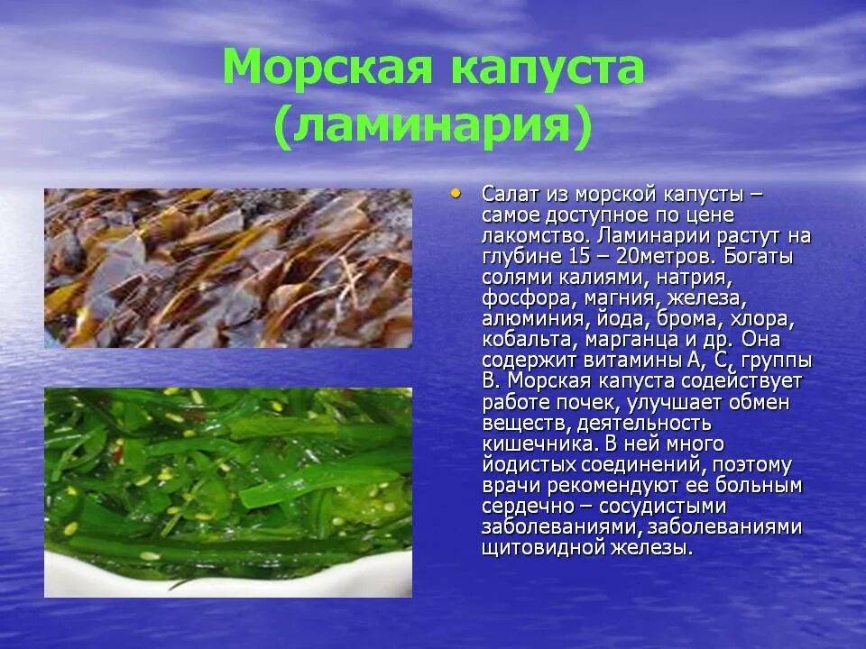 Водоросли сведения. Морская капуста ламинария. Съедобная бурая водоросль, "морская капуста". Бурые водоросли ламинария. Ламинария или морская капуста.