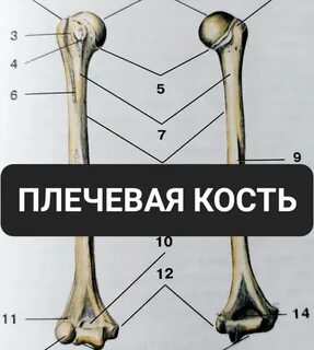 Трубчатая плечевая кость