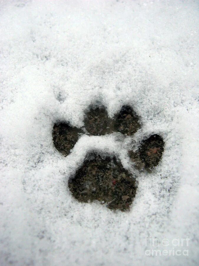 Следы котенка на снегу. Следы лапок на снегу. Следы кошачьих лапок на снегу. Лапы на снегу. Лапка на снегу
