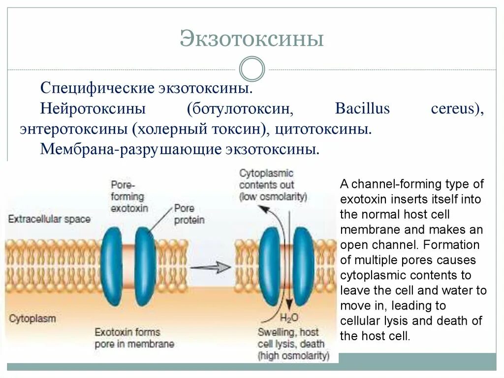 Экзотоксины. Экзотоксины бактерий. Экзотоксины микроорганизмов это. Экзотоксины микробиология. Экзотоксины и эндотоксины