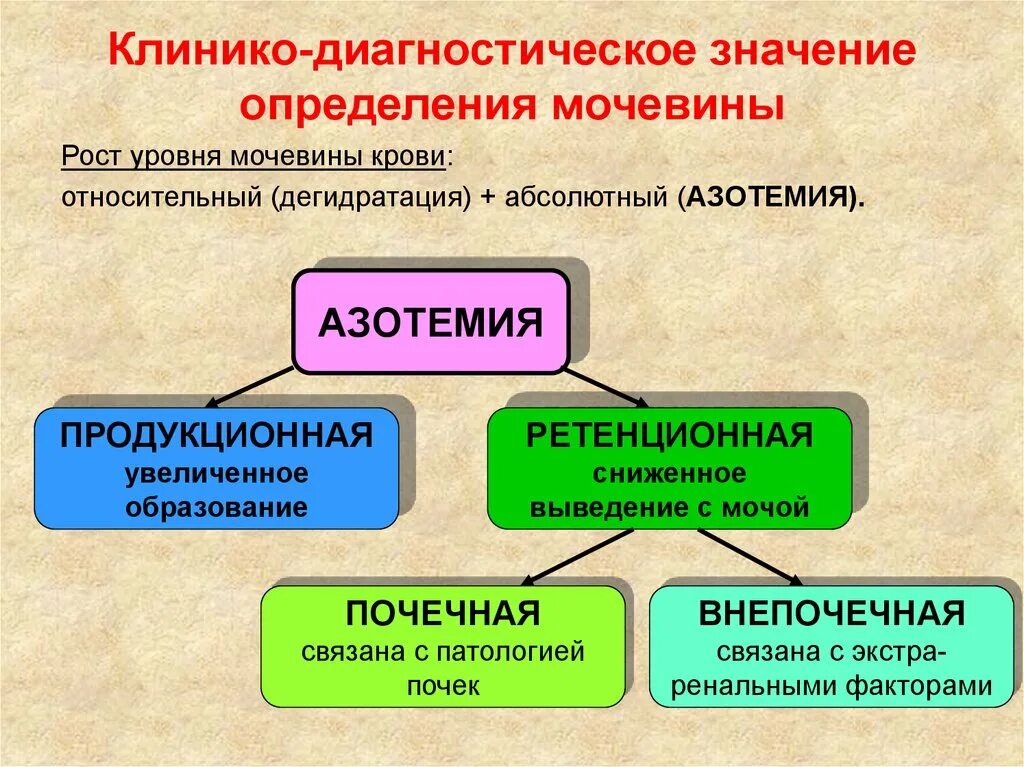 Мочевина понижена что это значит. Диагностическое значение определения мочевины. Клинико-диагностическое значение определения мочевины. Диагностическое значение определения мочевины в сыворотке крови. Клиникодиагностическое значение мояевиных.