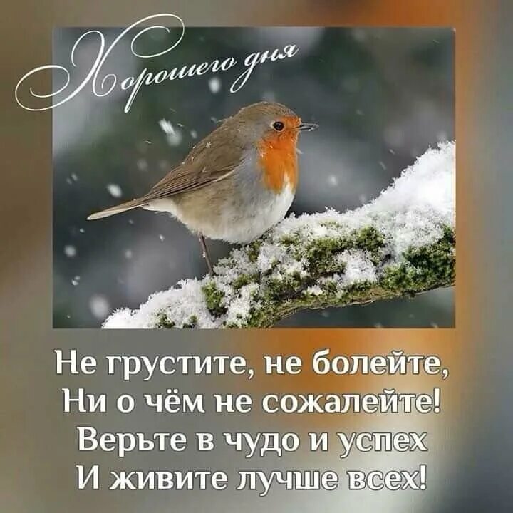Картинки позитивного февральского утра с пожеланиями. Пожелания доброго зимнего утра. Позитивные пожелания с добрым утром зимние. Доброго счастливого зимнего утра. С добрым зимним утром с Цитатами.
