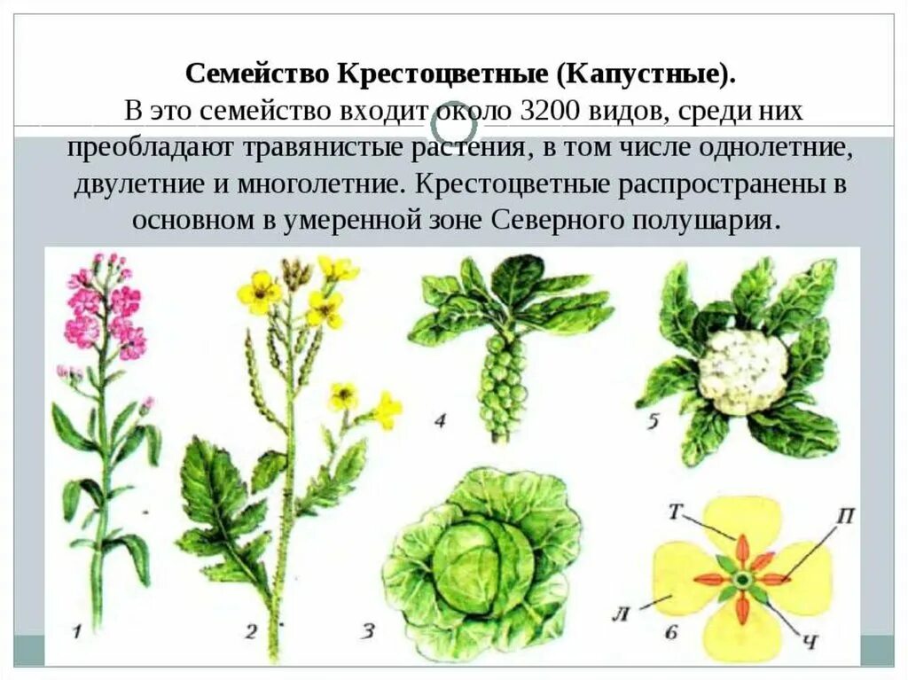 Семейство крестоцветные капустные. Гинецей крестоцветных. Капустные крестоцветные растения. Двудольные крестоцветные. Для цветка семейства крестоцветных характерно