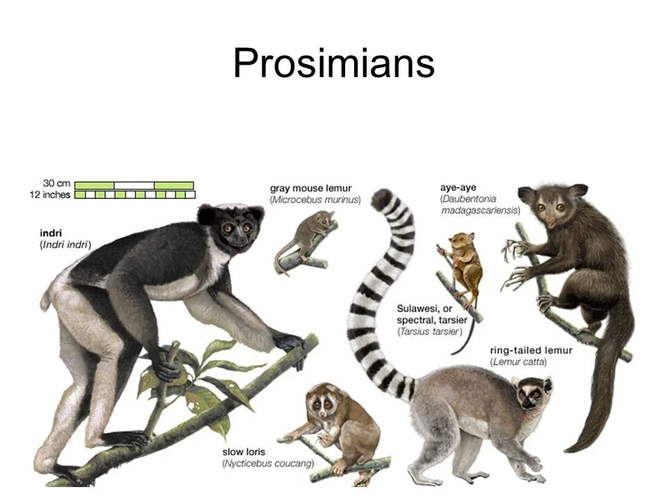 Какой тип развития характерен для лемура. Приматы лемуры. Лемур выкройка. Представители отряда примата мышиный лемур. Приматы это в биологии.