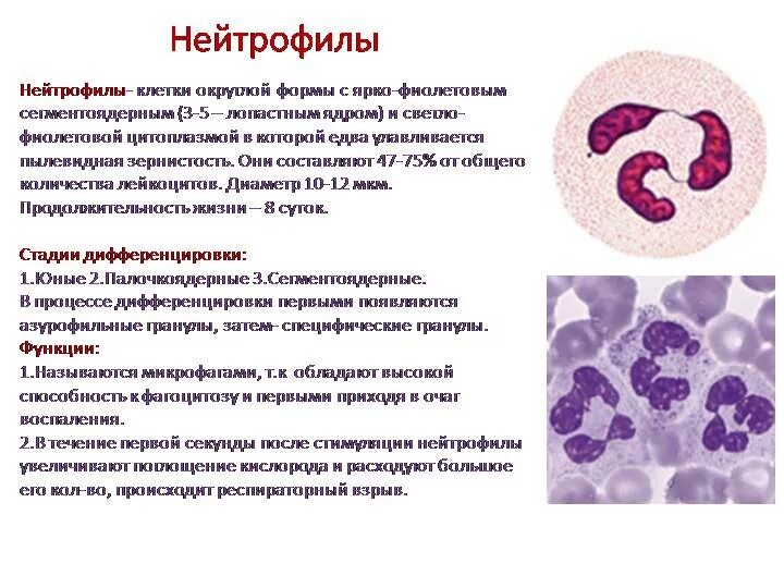 Количество сегментоядерных нейтрофилов. Нейтрофилы функции гистология. нейтрофилы форма и строение. функции сегментоядерных нейтрофилов. палочкоядерные нейтрофилы форма ядра.