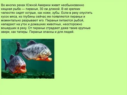 В глубине нашего двора жила необыкновенная