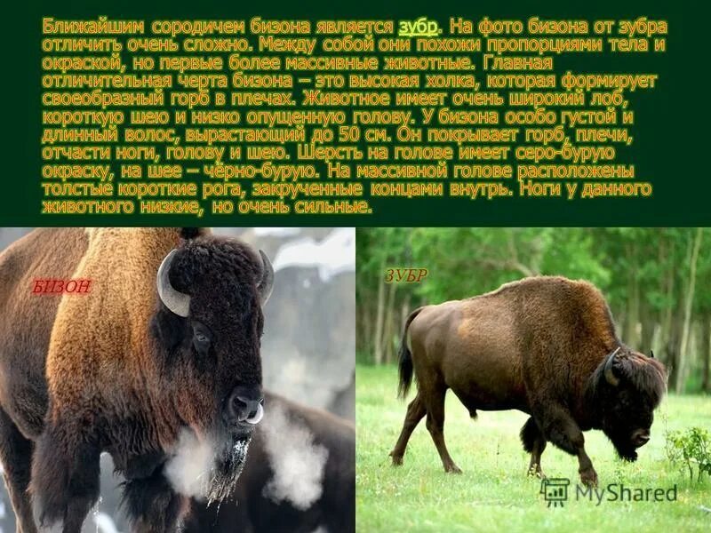 североамериканский бизон красная книга. зубр красная книга. бизон описание. бизон доклад 2 класс. бизон красная книга северная америка.