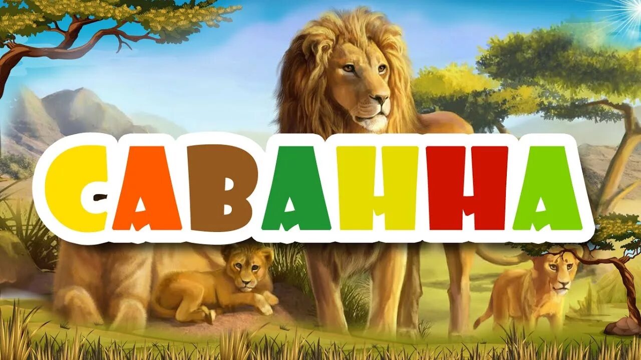 Саванны австралии. Саванна африки и жирафы. Зебры пасутся. Саванна видео для детей. Диорама животные.