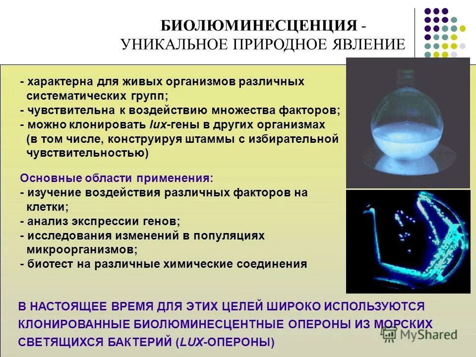 роль биолюминесценции в природе. природные явления живой природы. биолюминесценция, светящиеся бактерии. многообразие явлений в природе. природные явления летом.