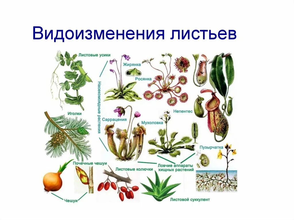 Рисунок видоизмененных листьев. . «видоизменения листьев у растений» чешуйки. метаморфозы листьев ботаника. видеищменегия листьна. метаморфозы листа.