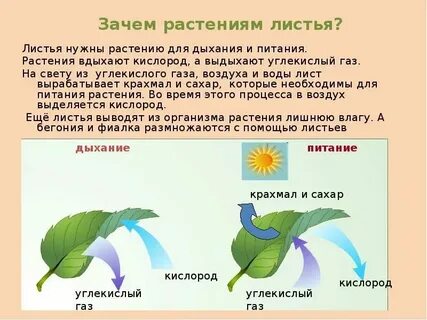 Листья растений усваивают