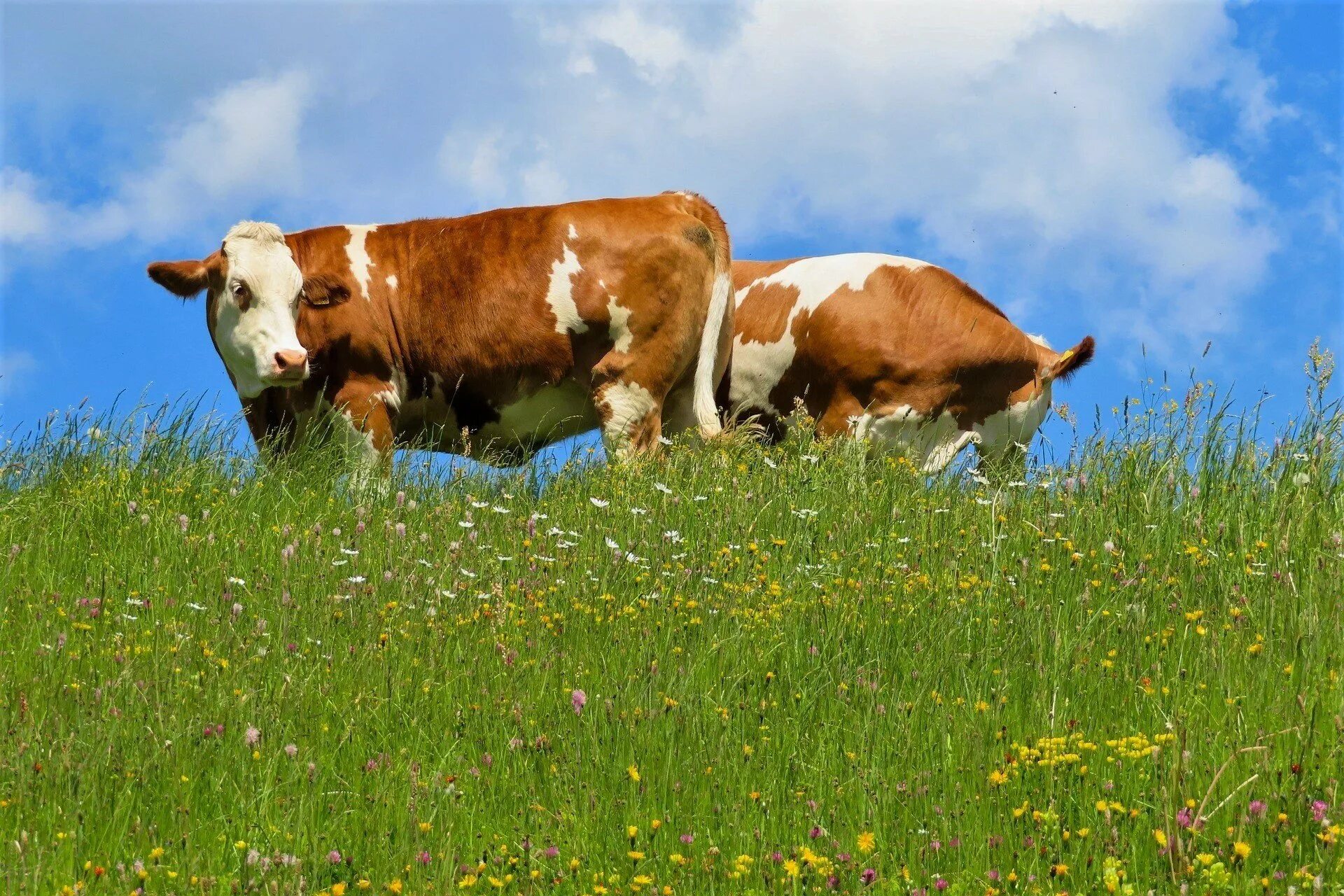 Орловская область коровы. Корова на лужайке. Корова на лугу картинки. Фото коровы на лугу. Коровки пасутся.