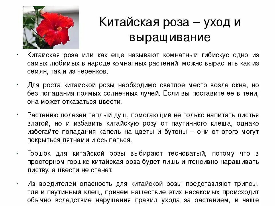 Можно ли держать китайскую розу. Описание розы. Сообщение о китайской Розе.