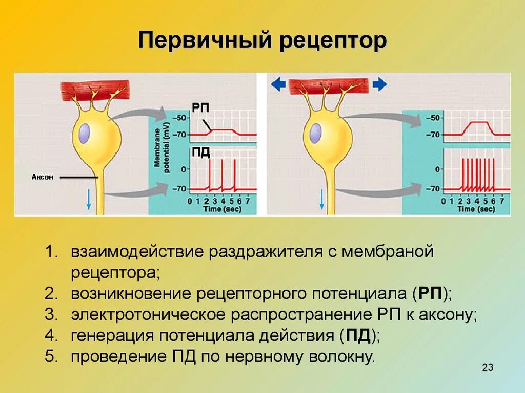 Механизмы активизации рецепторов. Механизм активации рецепторов. Механизмы активации рецепторов. Механизм передачи сигнала гормона. Механизм секреции hcl осуществляется -.