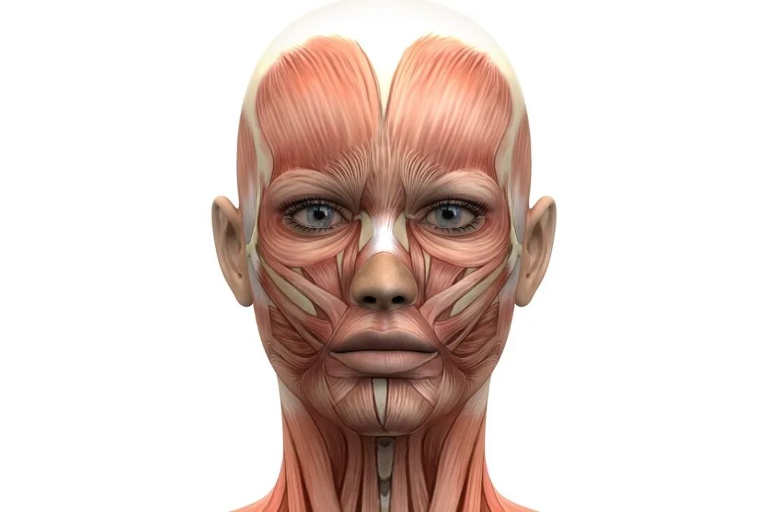 Лицо анатомия. Мышцы лица. Лицо анатомия. Анатомия мышц лица для косметолога атлас. Мышцы лица анатомия атлас.