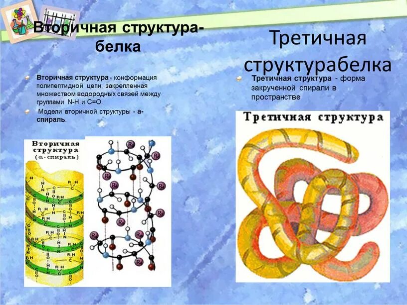 Строение вторичной структуры белка. Вторичная стурктур абелка. Вторичная структура белка связи. Вторичная структура полипептидной цепи. Вторичная структура белка форма