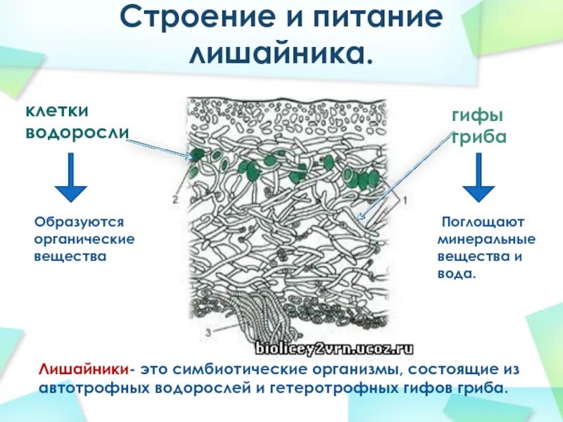 Грибы в лишайниках какие функции. Кладония лишайник строение. Строение слоевища лишайника. Лишайник ягель строение. Схема слоевища лишайника.