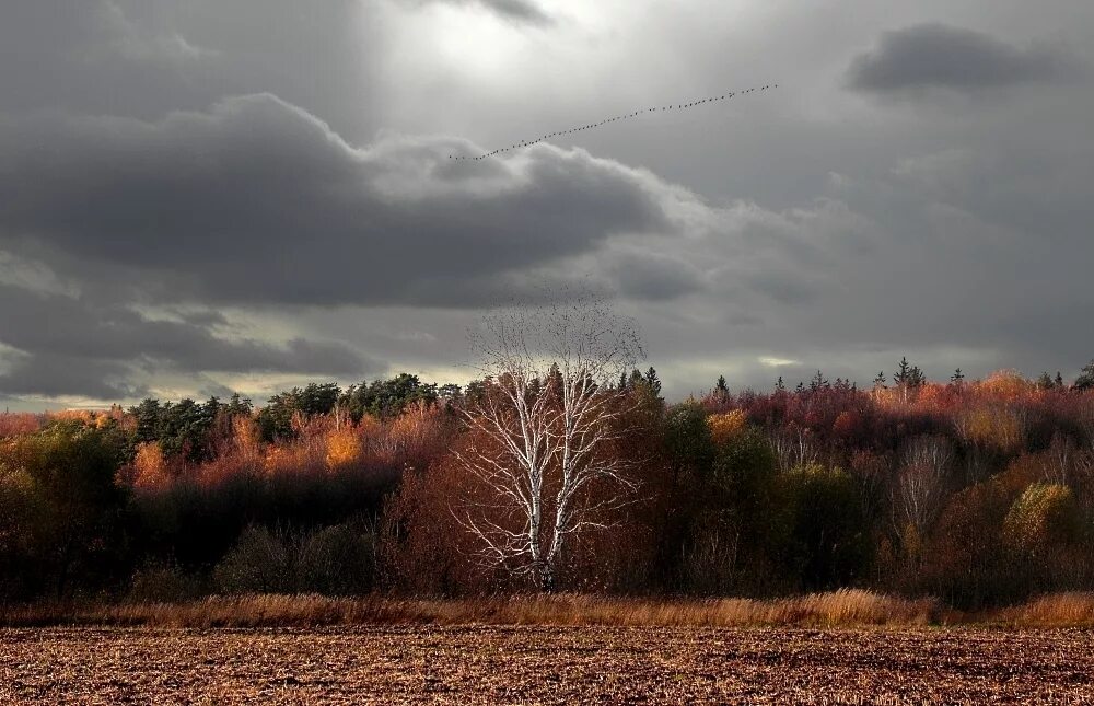 Серое небо осени. Хмурая осень. Осеннее небо. Хмурое осеннее небо. Небо поздней осенью.