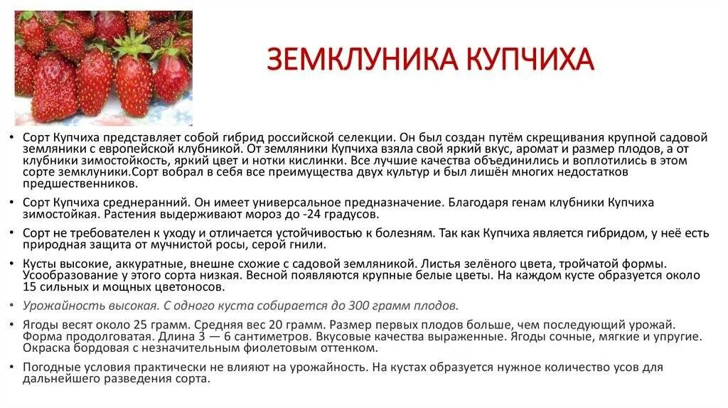 Клубника азия характеристика отзывы садоводов урожайность. Сорт клубники купчиха. купчиха клубника ремонтантная. клубника купчиха схема посадки. земляника садовая купчиха.