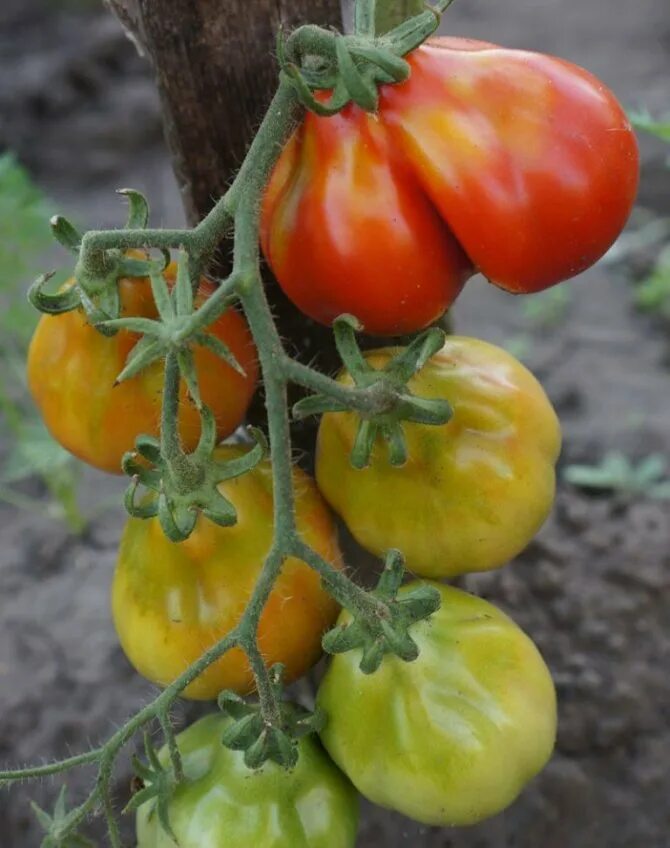 томат японский трюфель. томат японский трюфель. помидоры трюфель оранжевый. томат японский трюфель желтый. томат царь трюфель.