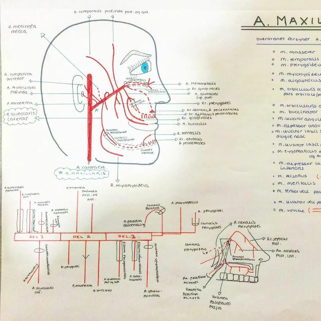 A maxillaris. Arteria maxillaris схема. A maxillaris анатомия схема. A maxillaris ветви. Схема arteria maxillaris Привис.