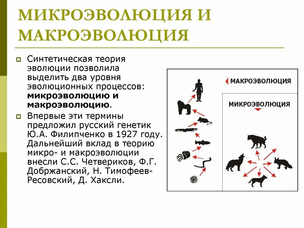 Микроэволюция материал для эволюционного процесса. Эволюционный фактор макроэволюции. Синтетическая теория эволюции микроэволюция. Основные этапы макроэволюции схема.