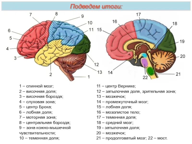 Лобный отдел функция. Строение височной доли головного мозга. Мозг человека анатомия доли.