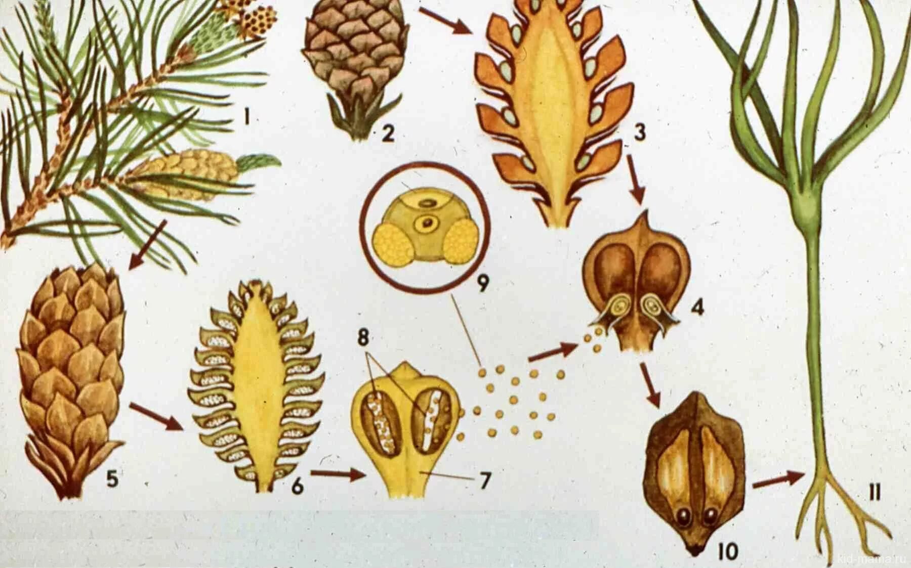 Где образуются пылинки у сосны. Размножение голосеменных сосна. Размножение голосеменных растений шишки. Жизненный цикл голосеменных растений. Цикл развития голосеменных растений.