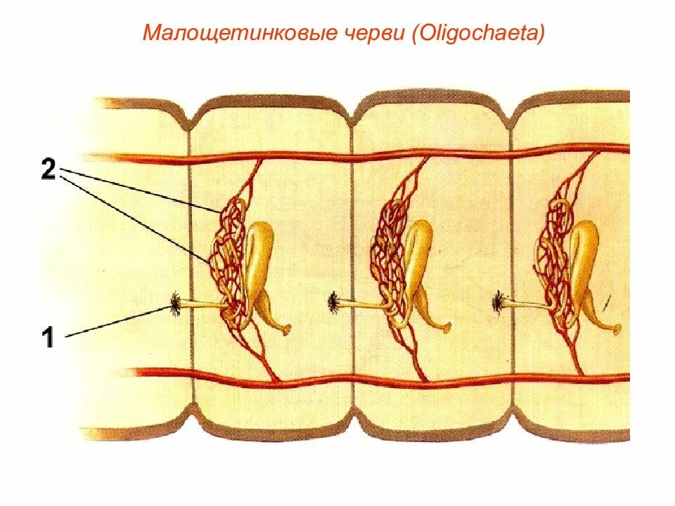 Тип кольчатые черви выделительная система. Выделительная система метанефридии. метанефридии кольчатых червей червей. метанефридии кольчатого червя. метанефридий дождевого червя.