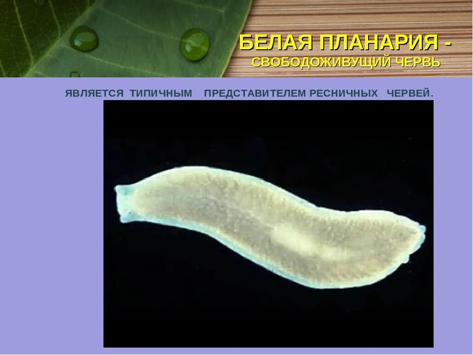 Образ жизни плоских червей. Чёрная планария паразит. Планария дугезия. Плоский червь белая планария. Молочная планария это плоский червь.