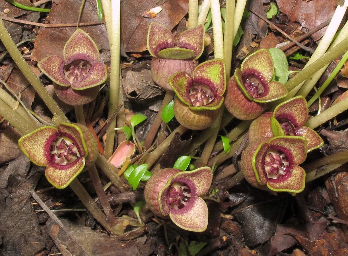 Копытень Зибольда. Азарум Зибольда. Копытень Зибольда, Asarum sieboldii. Копытень Европейский цветет. Безушник зибольда