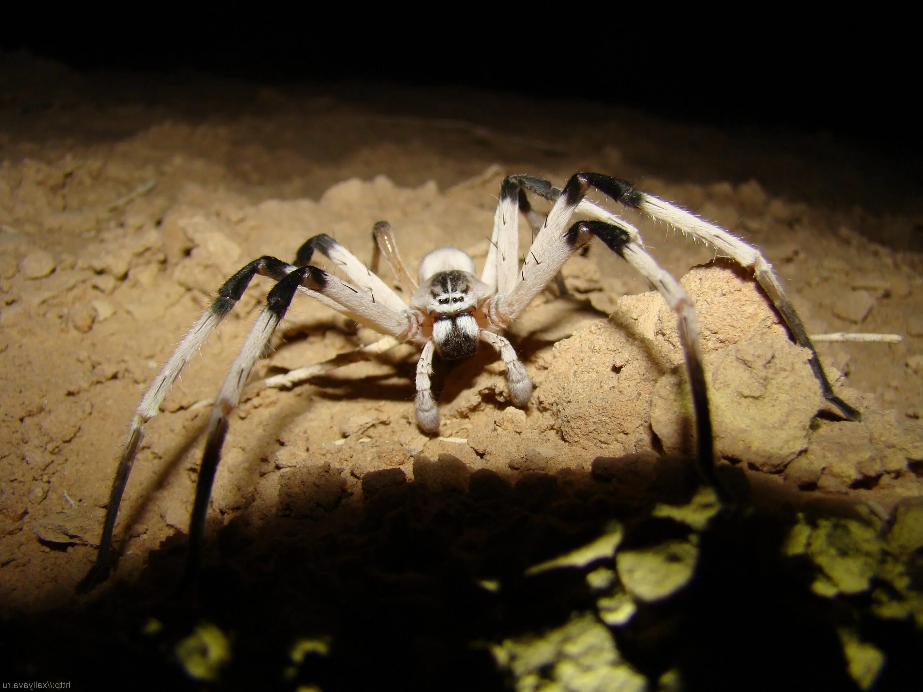 Calling spider