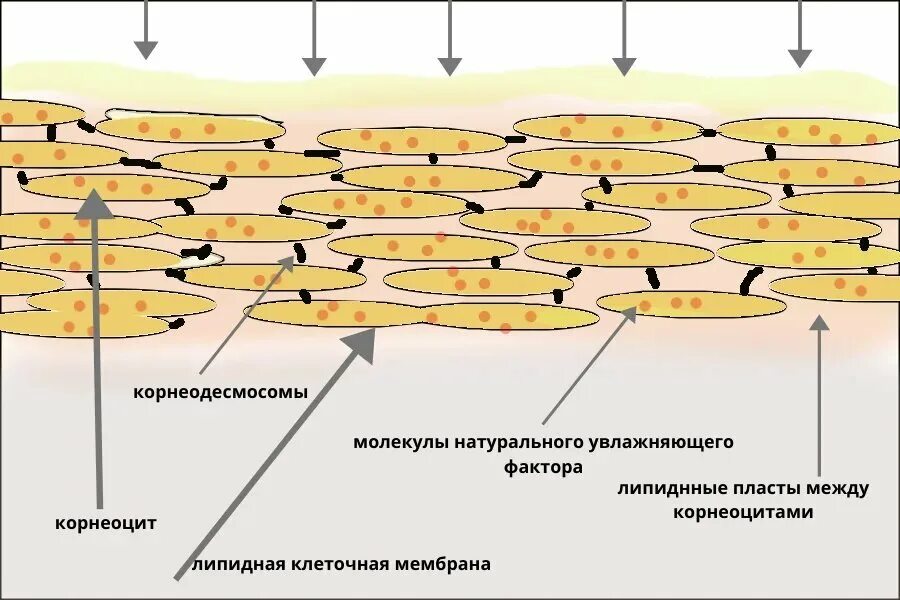 Натуральный увлажняющий фактор. Строение рогового слоя эпидермиса. Строение рогового слоя. Корнеоциты рогового слоя. Корнеоциты кожи это.