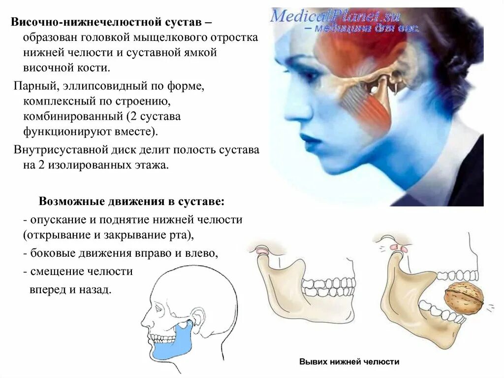 От чего может болеть челюсть. Суставной подвывих нижней челюсти. Синовиальная мембрана височно нижнечелюстного сустава. Верхнечелюстной сустав ВНЧС. Суставной отросток ВНЧС.